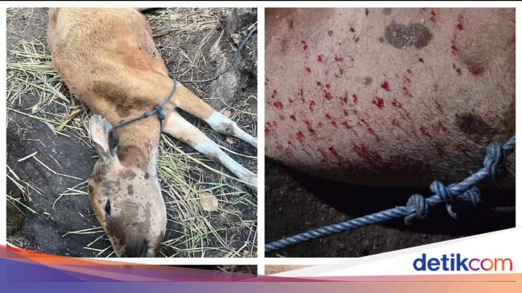 Ilustrasi pemeriksaan kesehatan hewan ternak sapi oleh petugas dinas peternakan di area kandang warga.